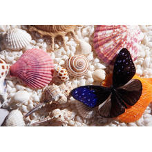 wholesale seashell craft